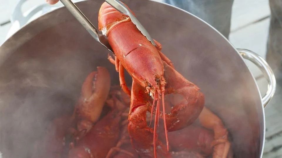 Steaming method for re-heating cooked lobsters how to, keeping lobster meat moist, tender, and flavorful.